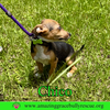 Chico