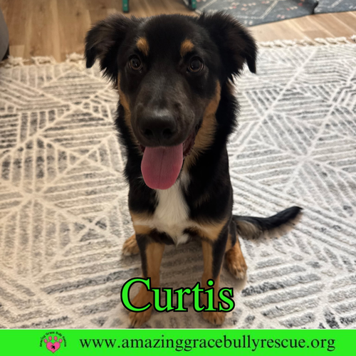 Curtis