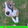 Weasel
