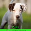 Piglet
