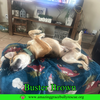 Buster Brown