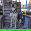 Buster Brown