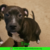 Tina