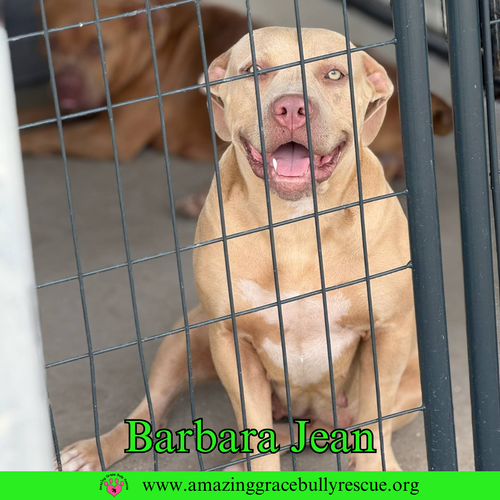 BARBARA JEAN (AKA HONEY) - American Bulldog available for adoption