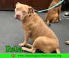 Reba (aka Dolly) - Photo 2