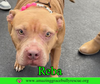 Reba (aka Dolly) - Photo 4