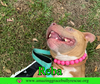 Reba (aka Dolly) - Photo 5