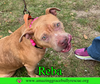 Reba (aka Dolly) - Photo 6
