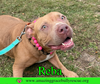 Reba (aka Dolly) - Photo 7