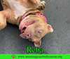 Reba (aka Dolly) - Photo 8