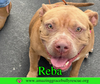 Reba (aka Dolly) - Photo 9