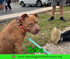 Reba (aka Dolly) - Photo 10