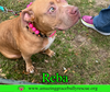 Reba (aka Dolly) - Photo 11