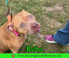 Reba (aka Dolly) - Photo 12