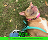 Reba (aka Dolly) - Photo 13
