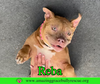 Reba (aka Dolly) - Photo 14