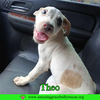 adoptable Dog in  named Theo
