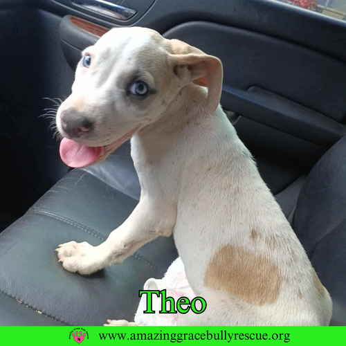 Theo — thumbnail 5