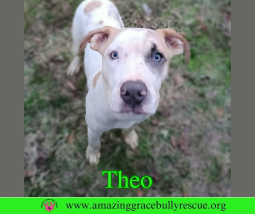 THEO - Hound / American Pit Bull Terrier available for adoption