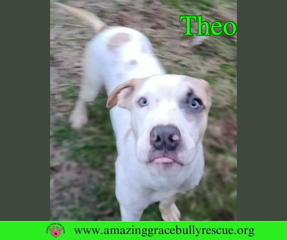 Theo Image