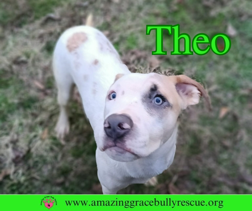 Theo — thumbnail 3