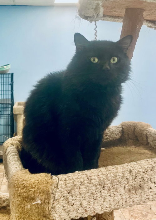 BOB - Domestic Medium Hair available for adoption