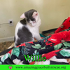 Willie - Photo 3