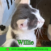 Willie - Photo 4