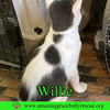 Willie - Photo 5