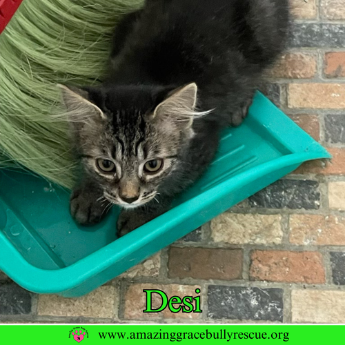 DESI - Domestic Short Hair available for adoption