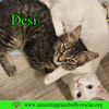 Desi - Photo 1