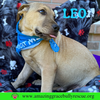 Leo - Photo 20