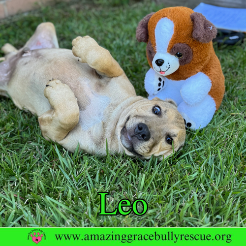picture of the dog needing adoption