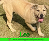Leo - Photo 8
