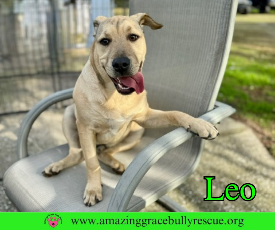Leo Image