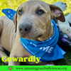 Cowardly