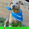 Cowardly