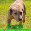 Cowardly
