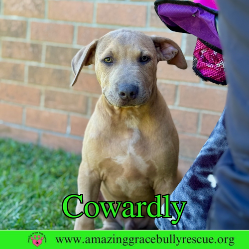 picture of the dog needing adoption