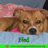 Ned - Photo 2