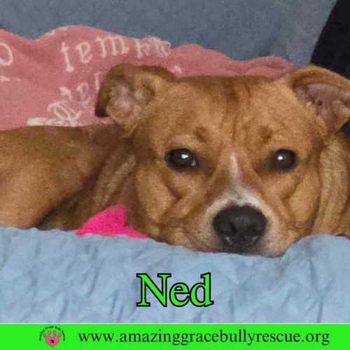 NED - American Pit Bull Terrier available for adoption