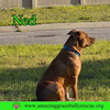 Ned - Photo 4