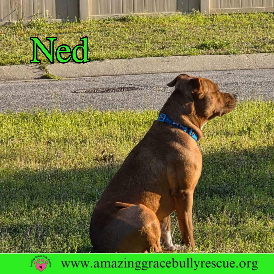 Ned