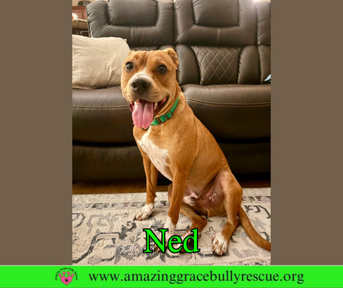 Ned, an adoptable American Pit Bull Terrier in Milton, FL