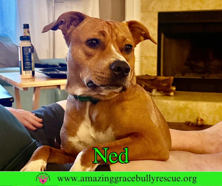 Ned, photo 9