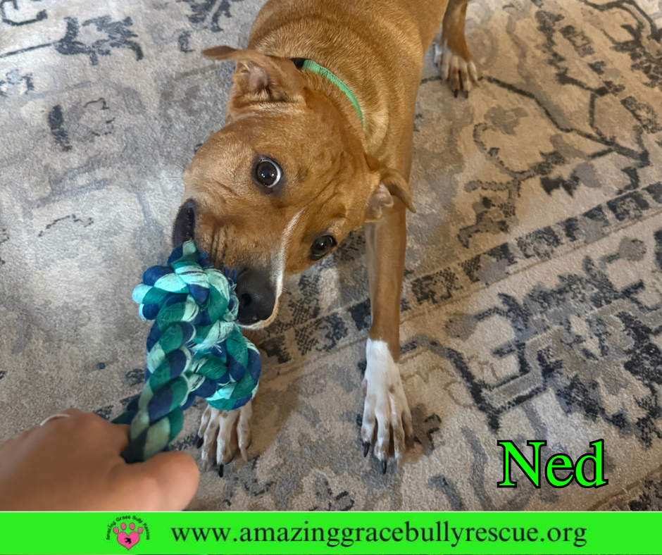 Ned, photo 10