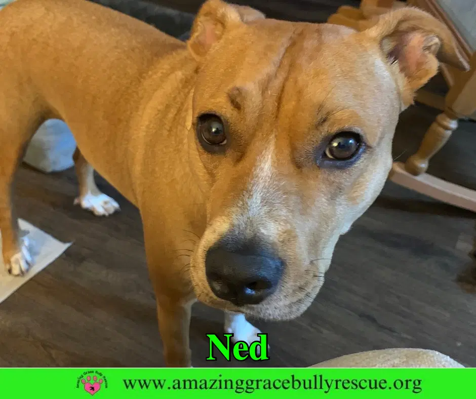 Ned image 2