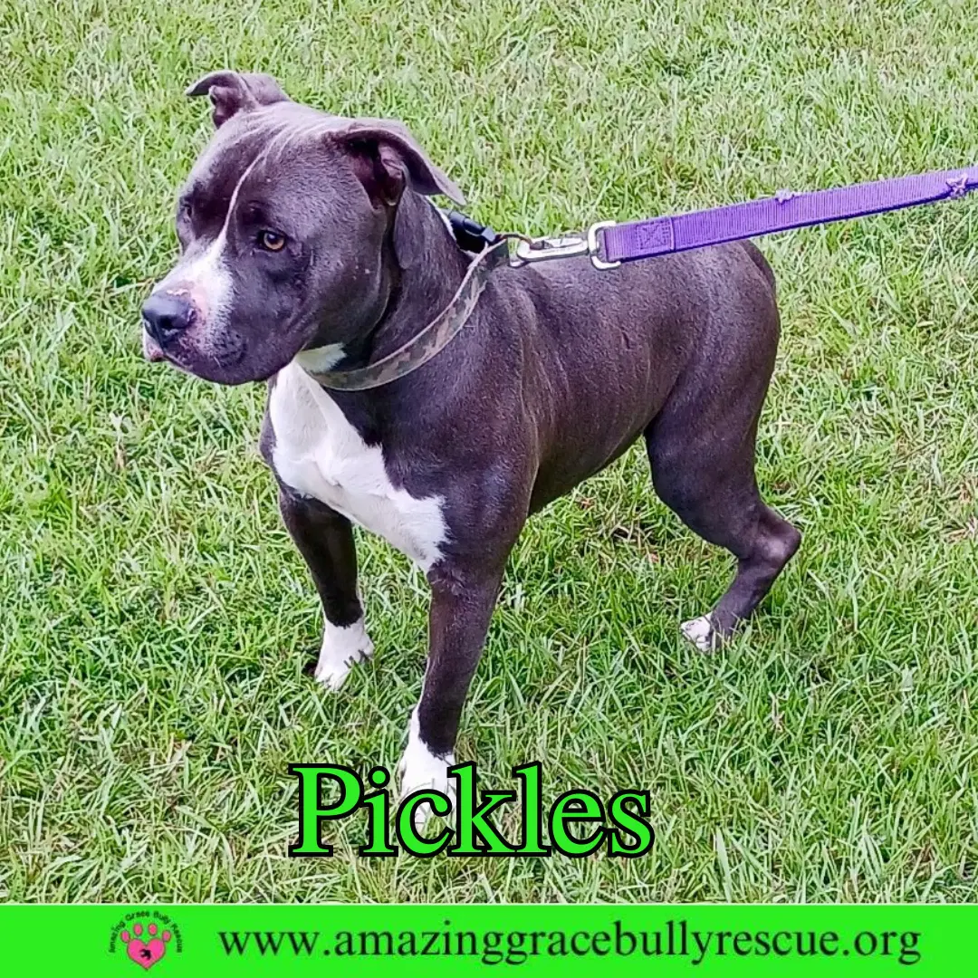Pickles image 2