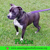 Pickles - Photo 2