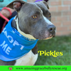 Pickles - Photo 1